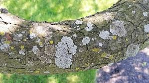 Is Lichen On Trees Harmful?