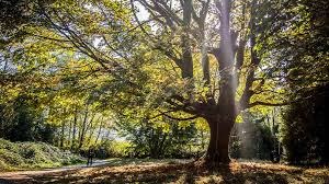 Relationship Between Sun Exposure and Tree Health