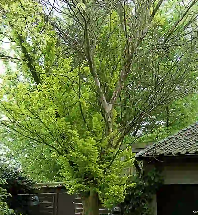 Understanding Dutch Elm Disease