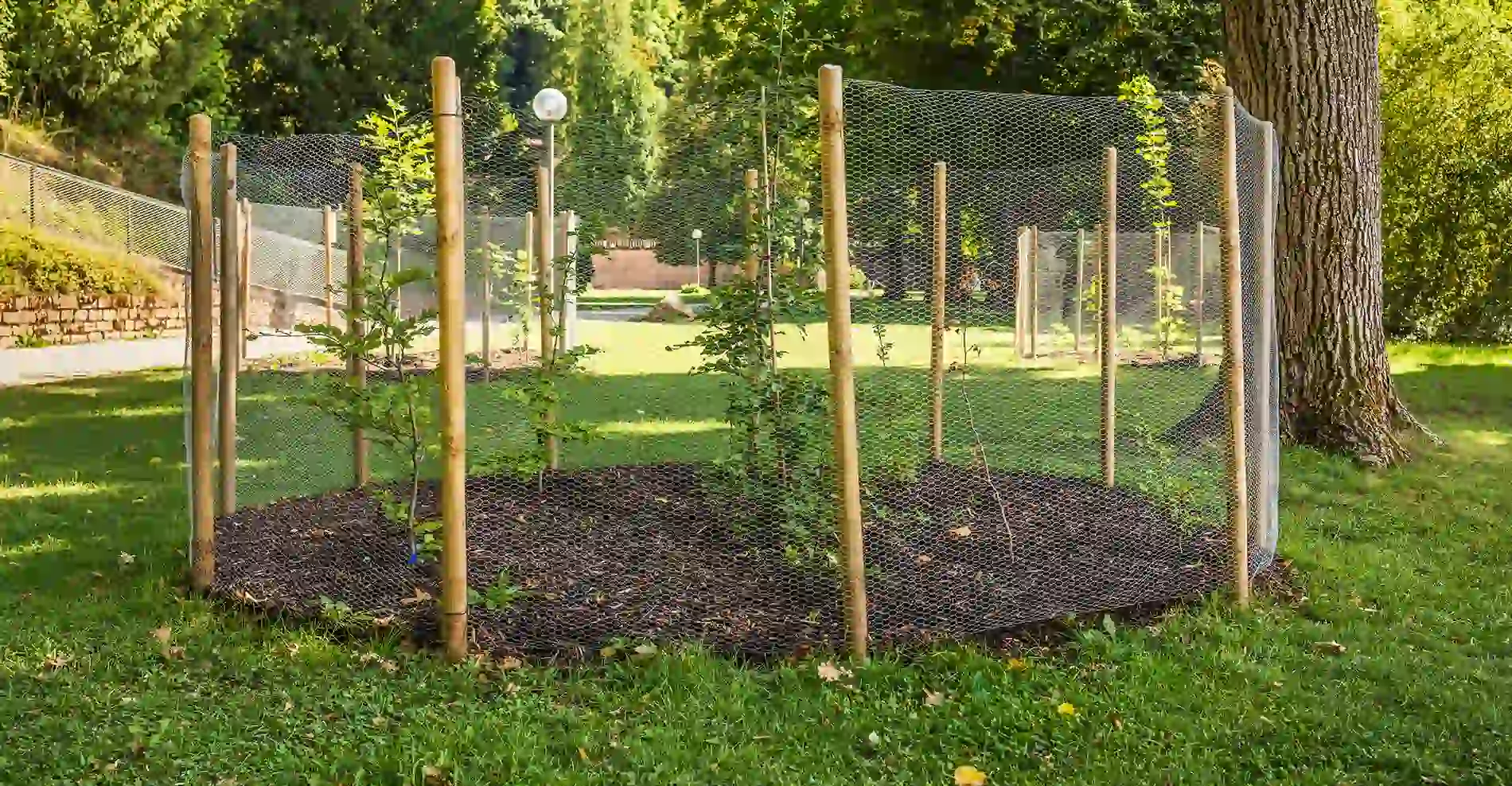 How To Protect Trees From Deer