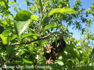 fire blight leaves utah trees