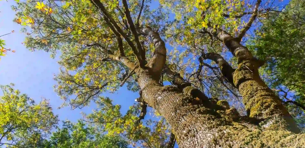 keeping trees healthy in utah