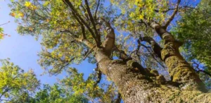 keeping trees healthy in utah