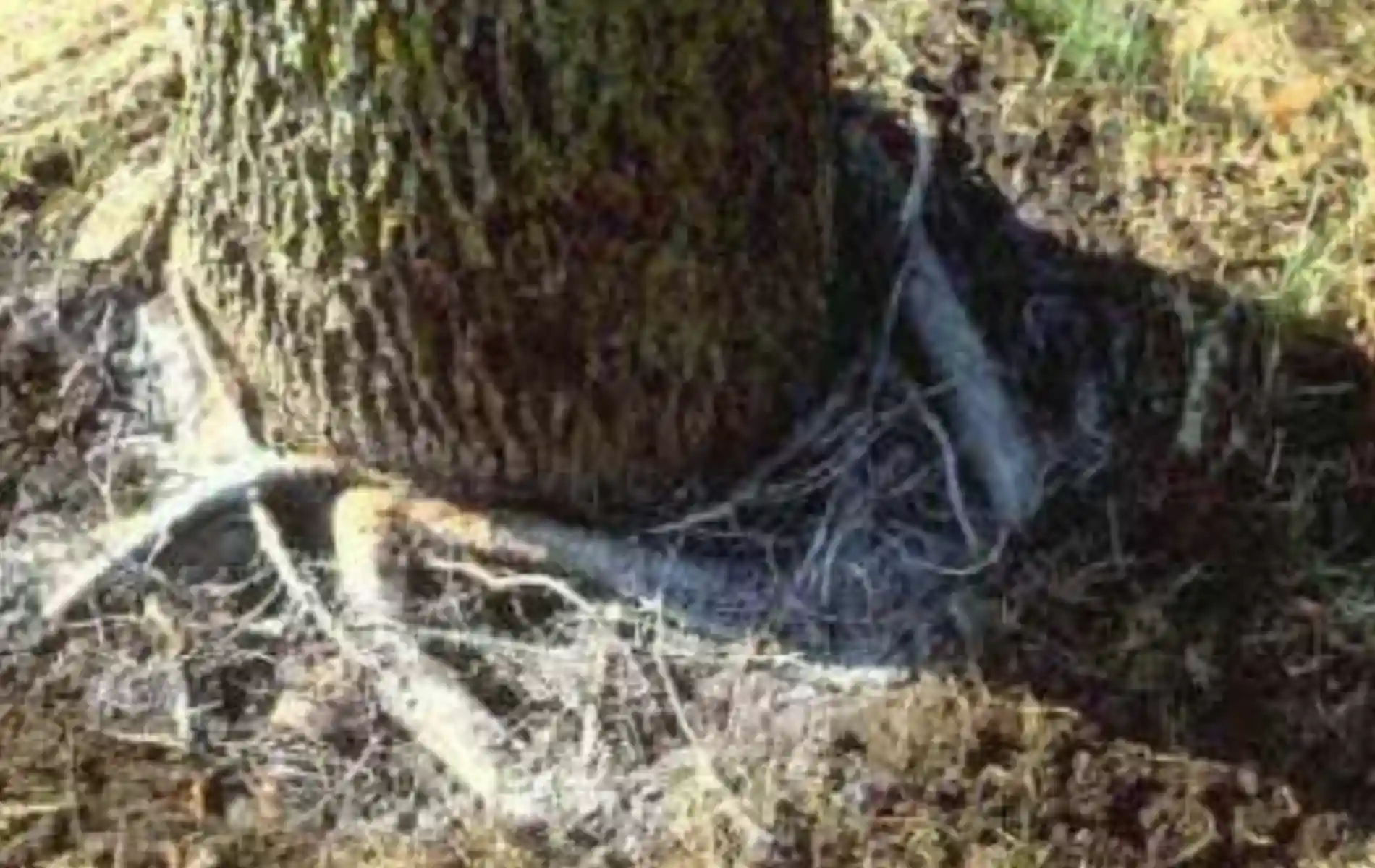 How To Prevent and Treat Root Rot
