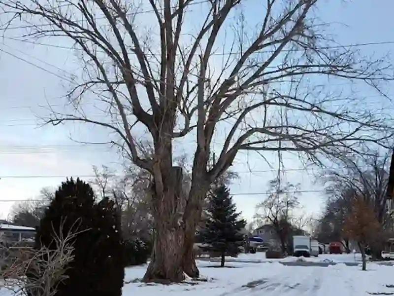 call for emergency tree service
