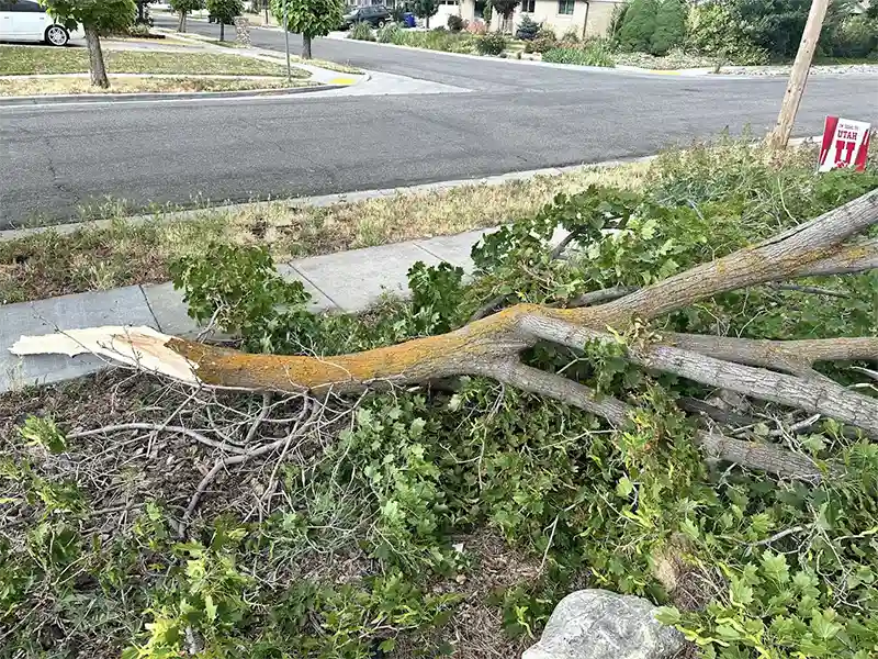 when to call emergency tree service