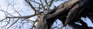 hazardous tree identification diamond tree experts
