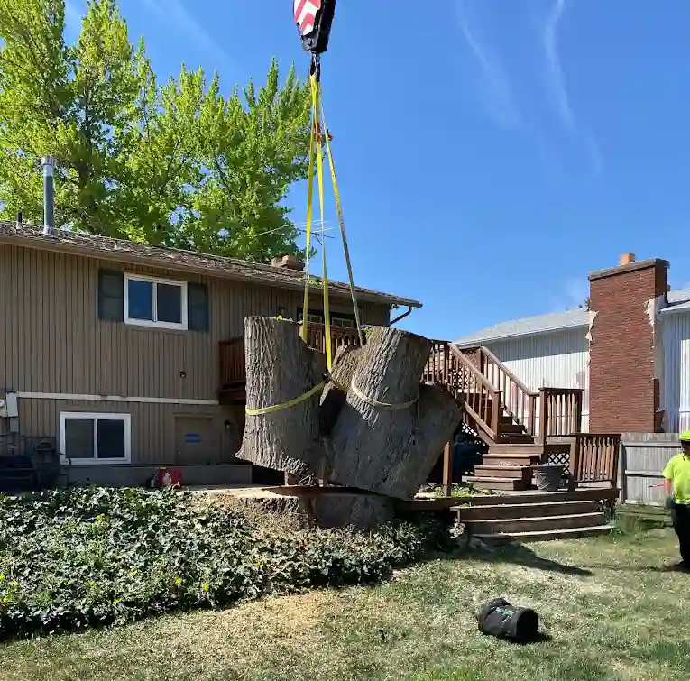 millcreek tree removal