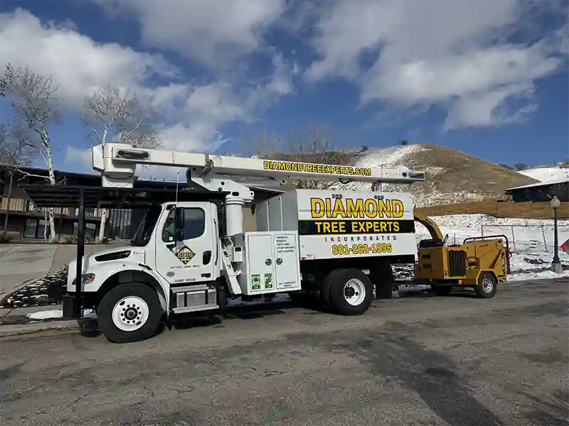 diamond tree experts spring tree trimming