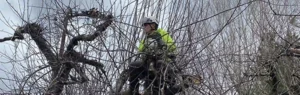 spring tree trimming utah