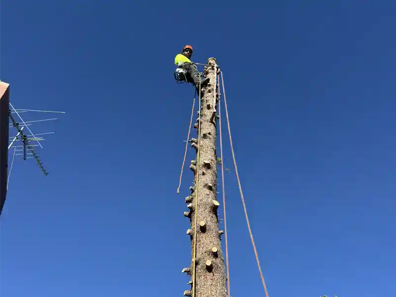 tree service in sugar house