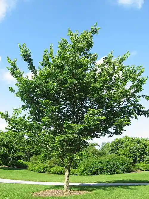 common hackberry