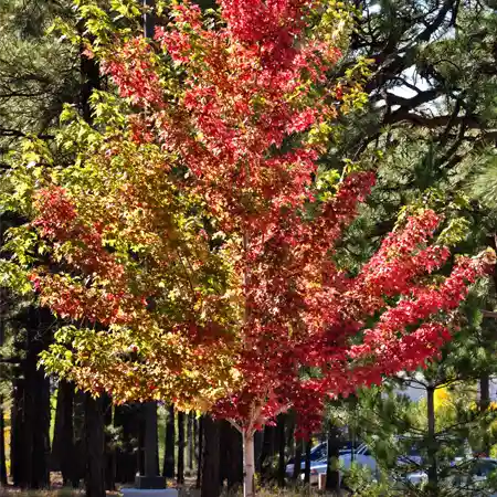 autumn blaze maple
