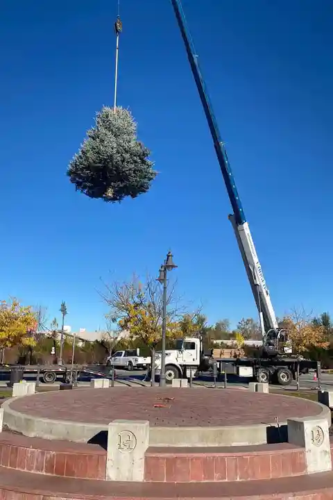 crane tree removal salt lake city