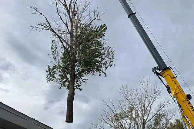 crane tree removal utah