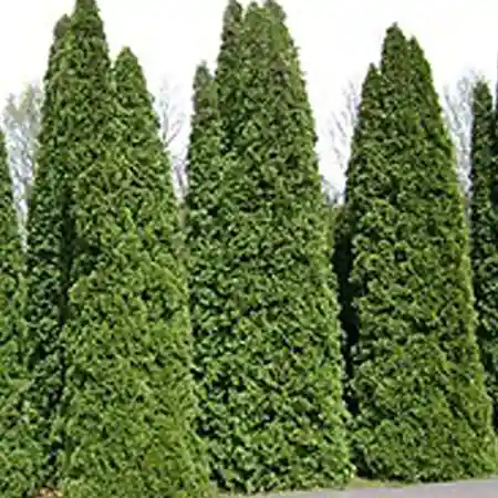 green-giant-arborvitae