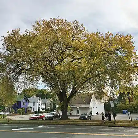 hybrid elms