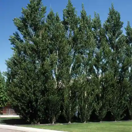 hybrid popluar