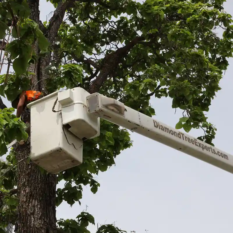 salt lake city tree trimming