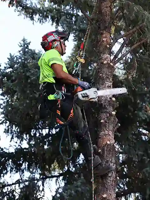 arborist services sandy utah