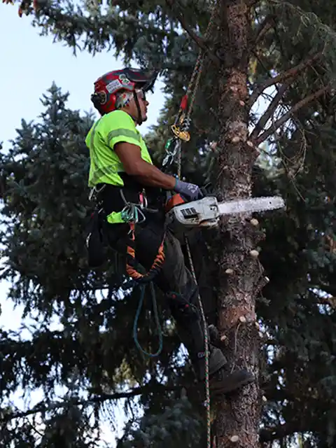 diamond tree experts personal tree removal sandy utah