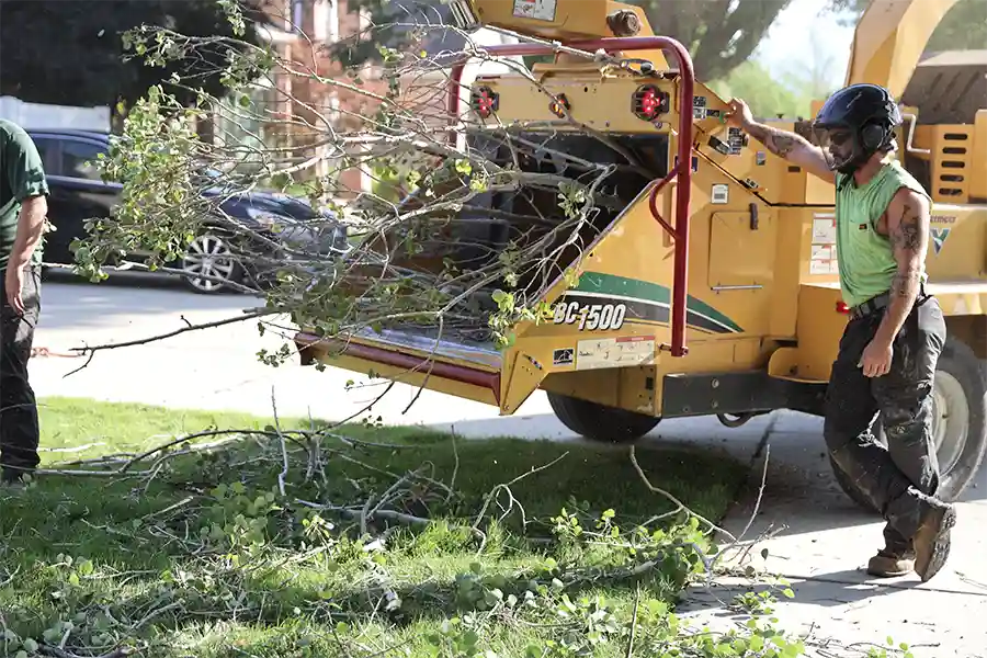 shrub trimming and removal