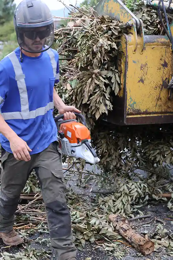 tree debris cleanup salt lake city