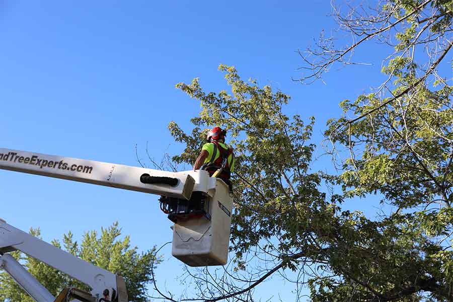 tree removal sandy utah