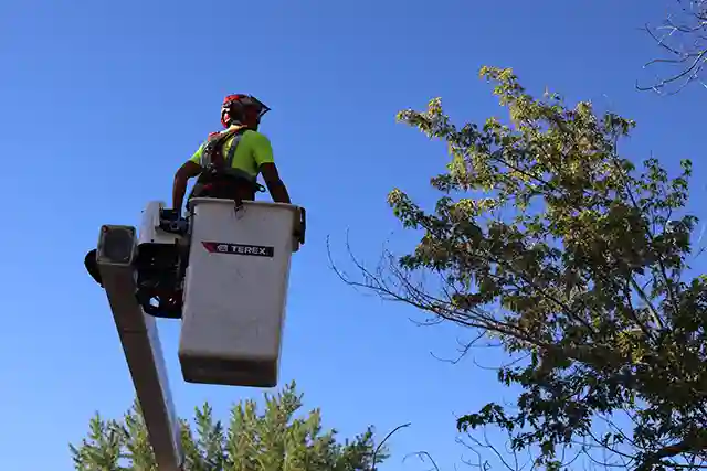 tree trimming sandy utah