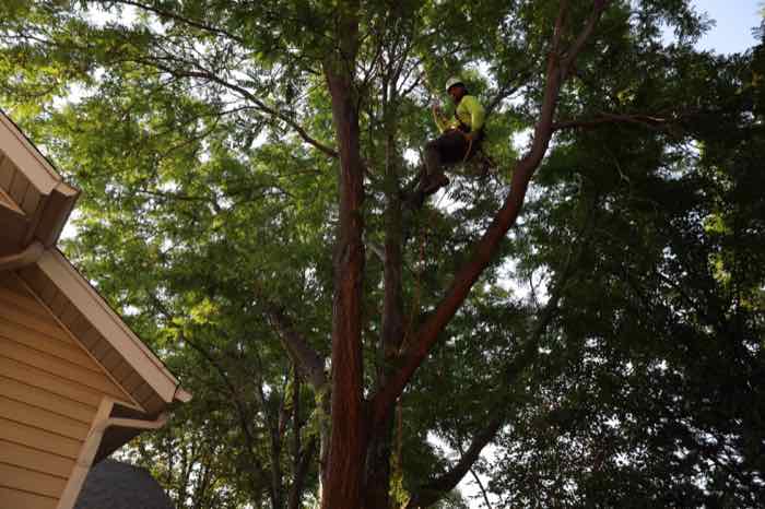 Diamond Tree Experts arborist safely trimming overhanging Honey Locust limbs near a roofline in Herriman, Utah