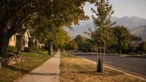 Salt Lake City residential street in late September with drought-stressed shade trees and a young street tree with a watering bag